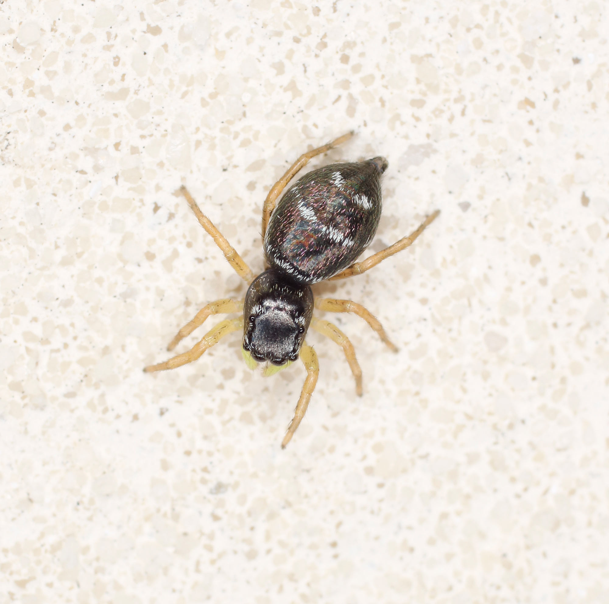 Salticidae da ID